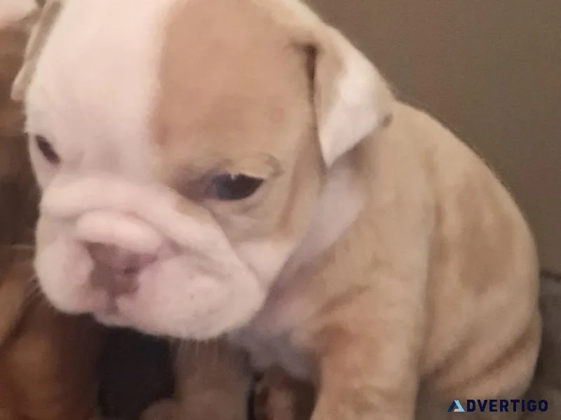 Lilac chocolate merle English bulldog