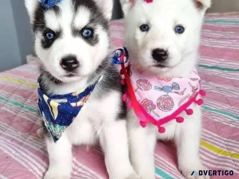 AKC Beautiful Siberian Husky Puppies