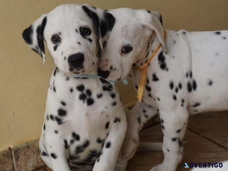 Healthy Dalmatian Puppies