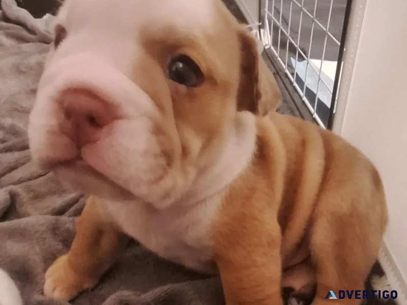 Chocolate merle english bulldog