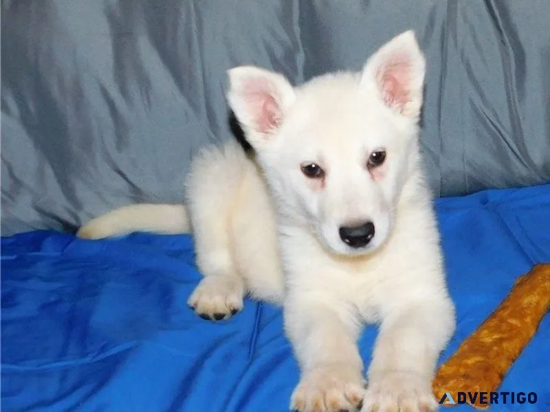 AKC reg. White German Shepherd Puppies
