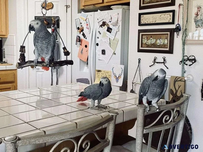 Hand Reared Friendly African Grey Parrots