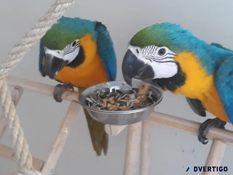 Blue and Gold Macaws
