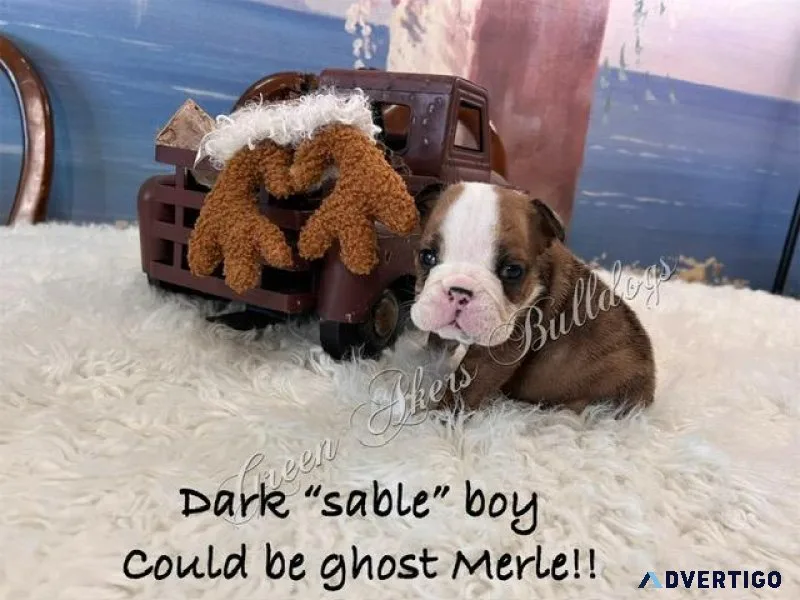 English Bulldog M Dark Sable (ghost merle) CH lines