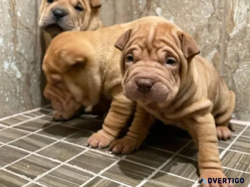 AKC reg. Shar Pei Puppies for sale.
