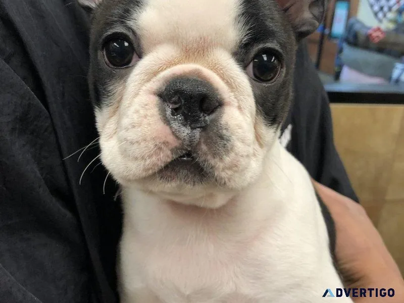 Boston terriers