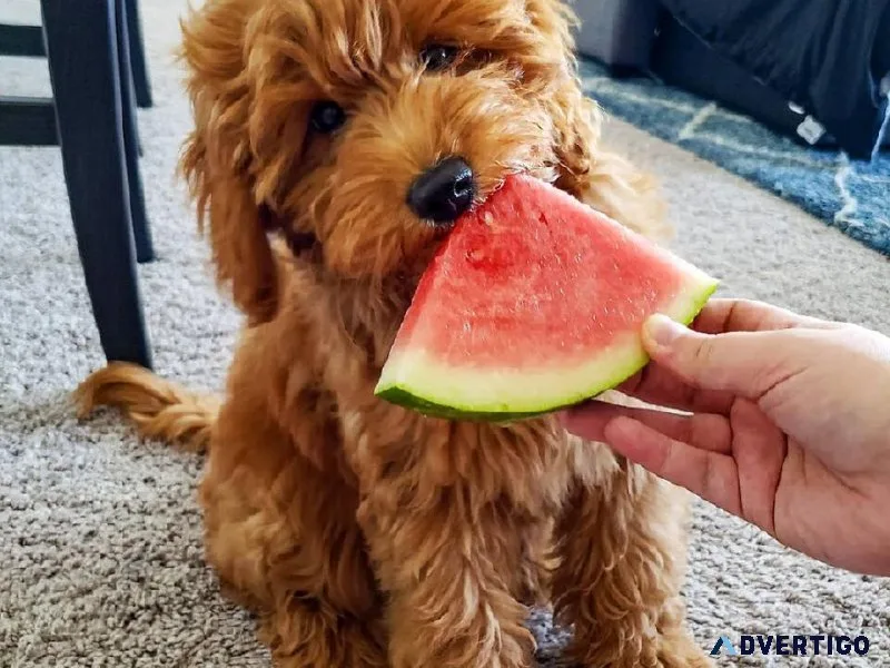 Healthy Mini Goldendoodle Puppies