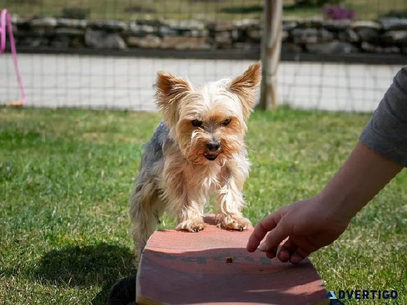 Best Dog Trainer in Ajmer  Behaviour and Toilet Trainer