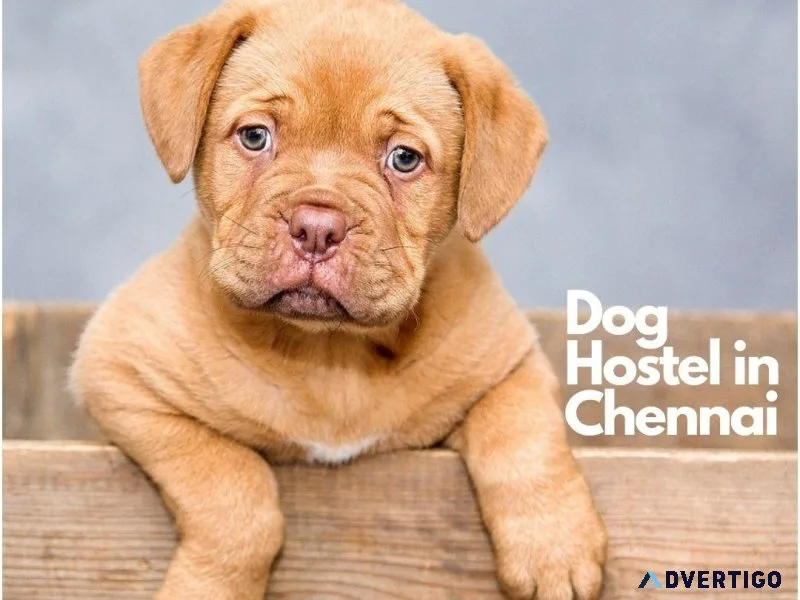 Dog Hostel and Pet Boarding Service in Chennai