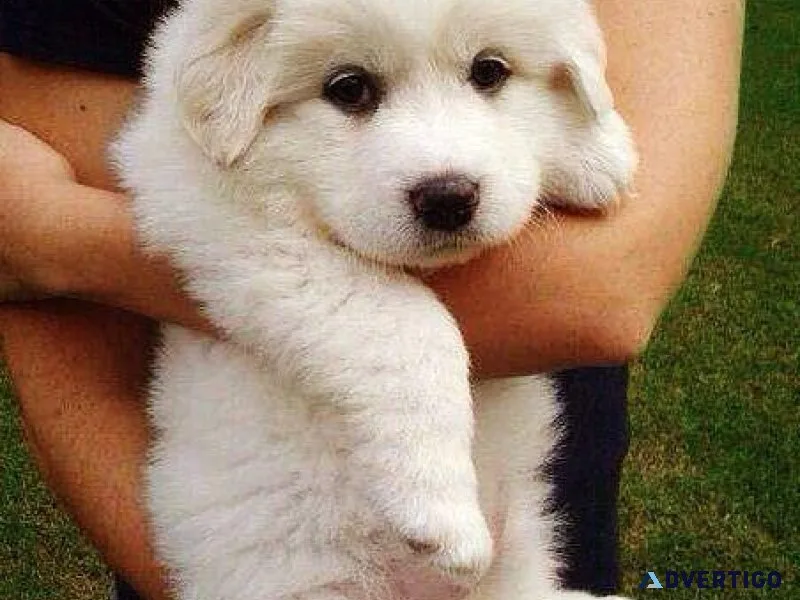 Jovial Great Pyrenees puppies