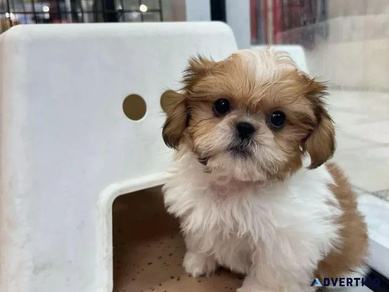Lovely Shih Tzu Puppies