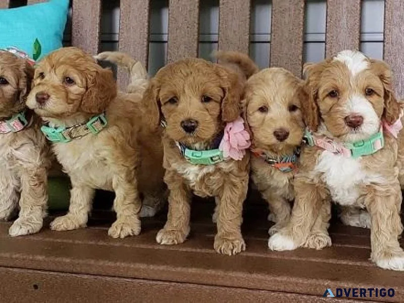 Cute Labradoodle Puppies