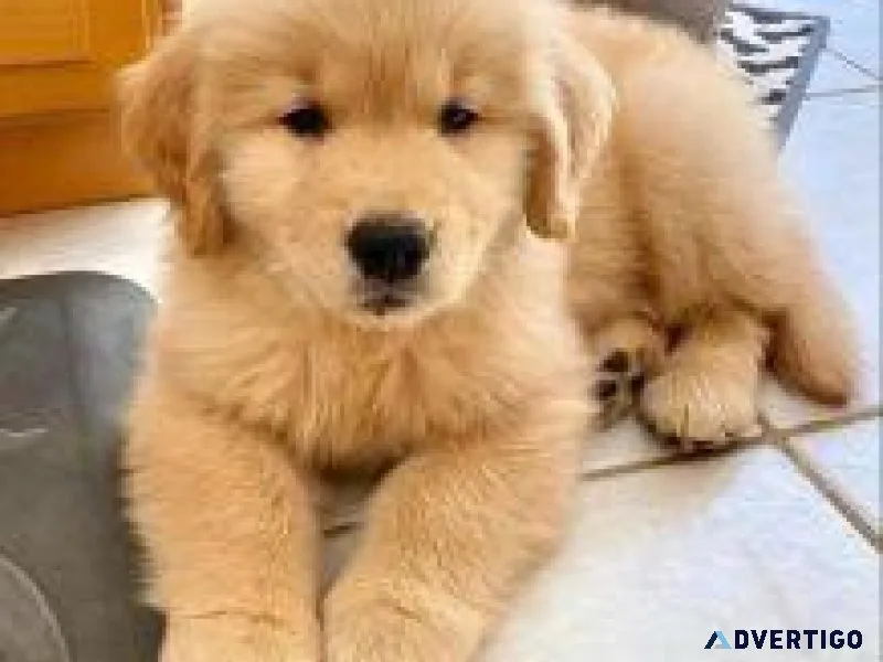 Excellent Golden Retriever Puppies