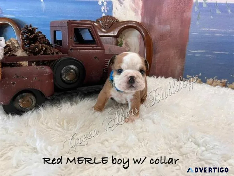 English Bulldog M Red MERLE blue collar CH lines