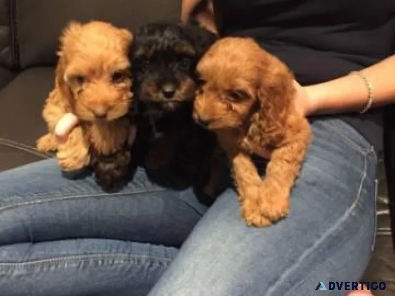 Lovely Cockapoo Puppies male and female