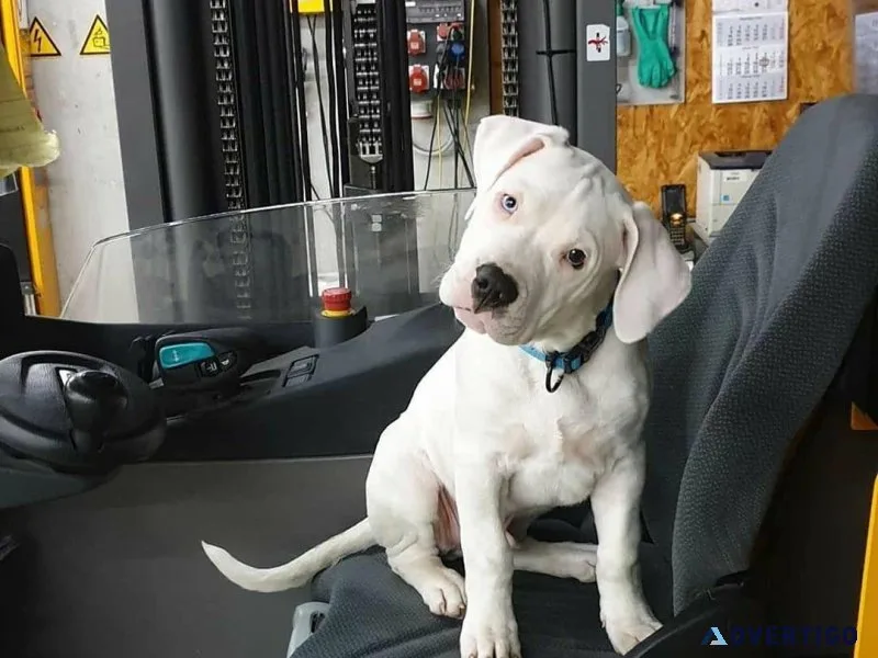 Dogo Argentino puppies