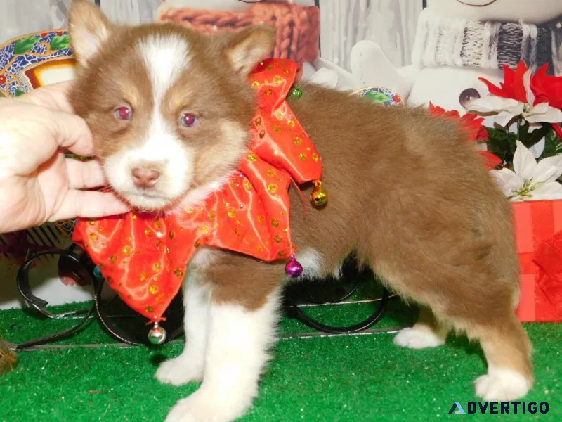 Chicago Pomsky Babies. Super Cute