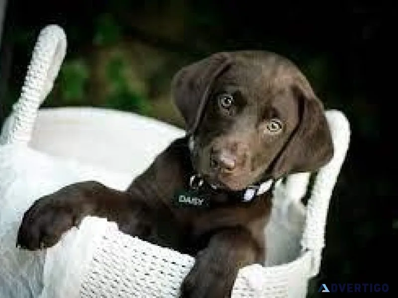Chocolate Lab Puppies