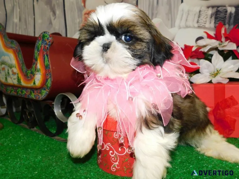 Chicago Shih Tzu Babies. NonsheddingAllergy Free.