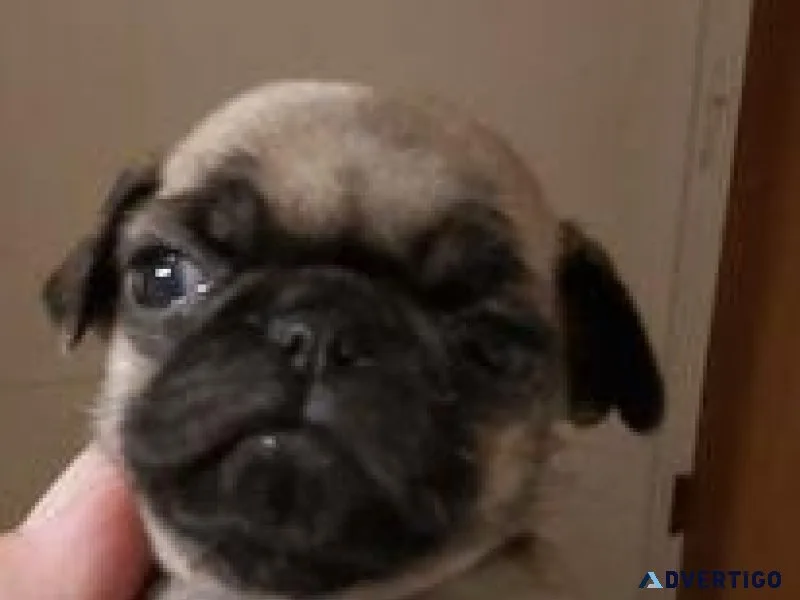 pug puppies more then cute