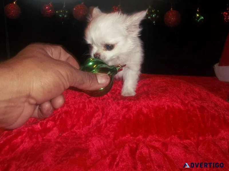 Teacup Apple Head Tiny Female Chihuahua