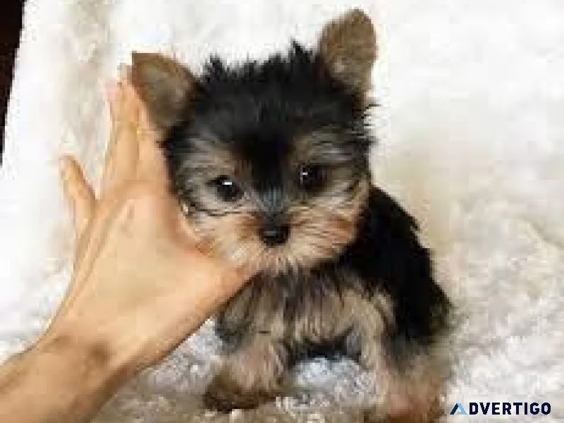 Purebred Toy Yorkie Puppies-AKC Registered