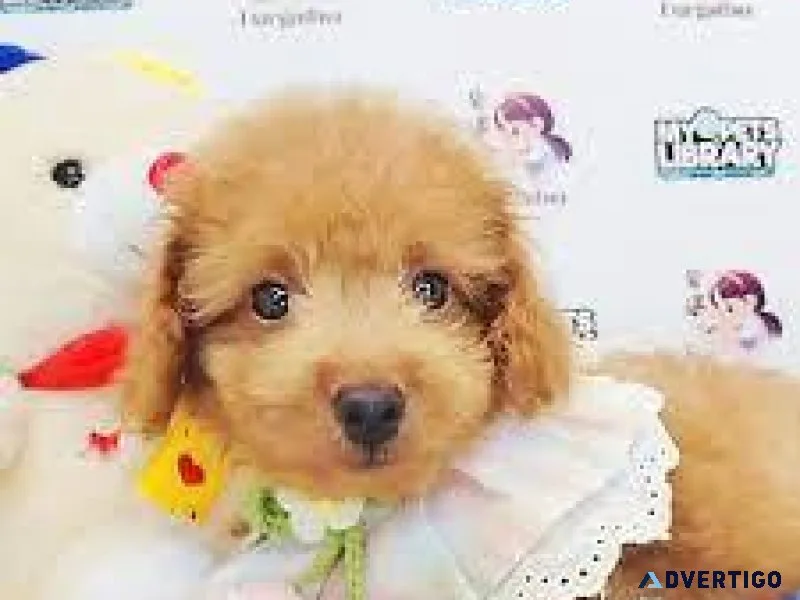 Toy poodle puppies (2 left)
