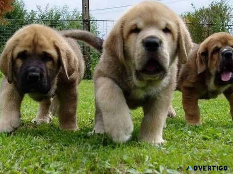 Cute Spanish Mastiff Puppies