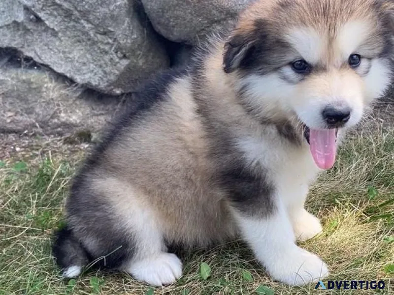 AKC Alaskan Malamute puppies