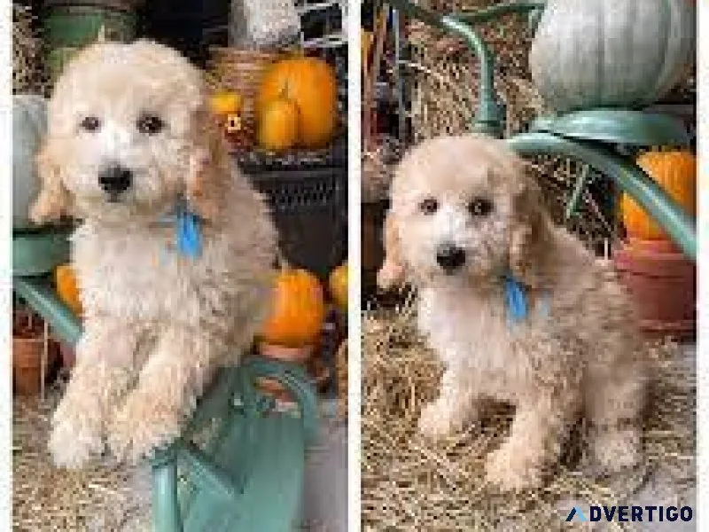 F2B Goldendoodle Pups mini size
