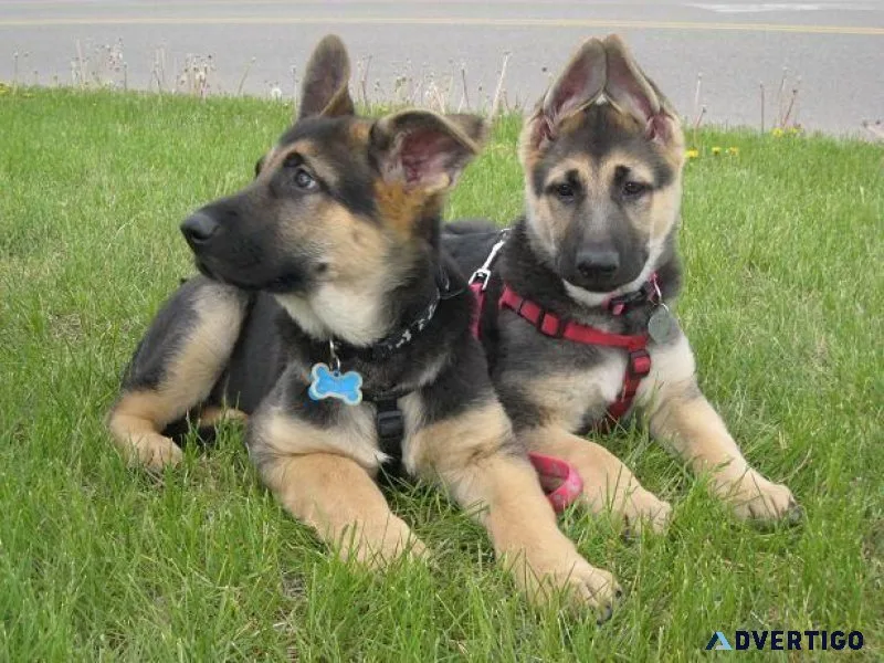Akc German Shepherd