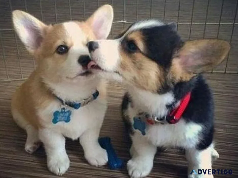 Welsh Corgi Puppies
