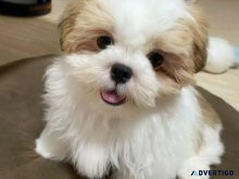 Shih Tzu