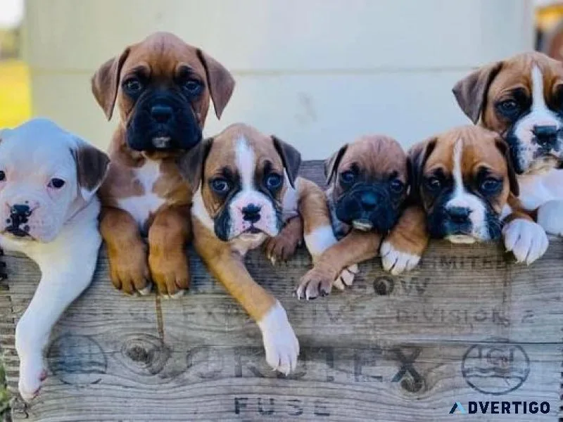 Boxer