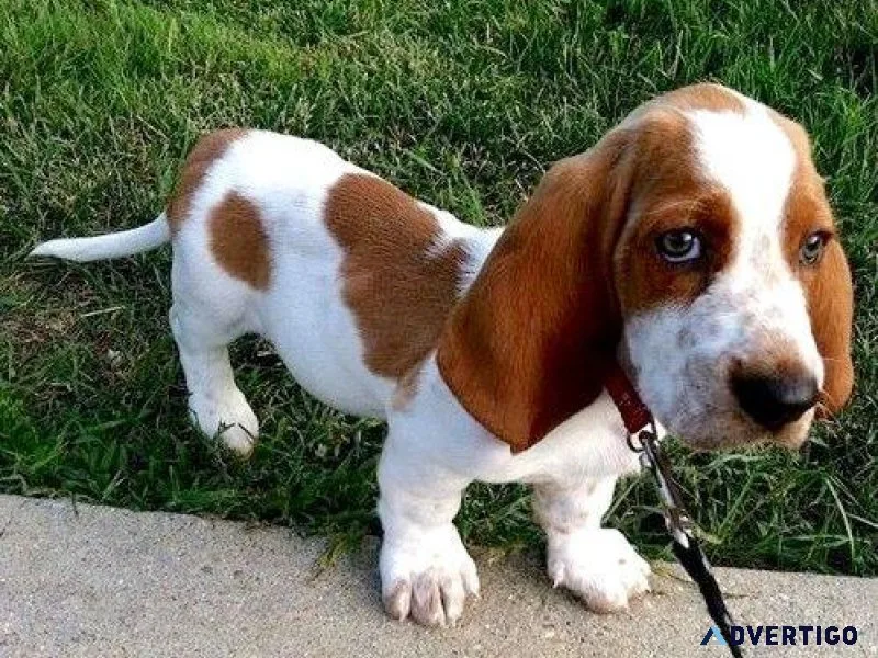 Basset Hound puppies