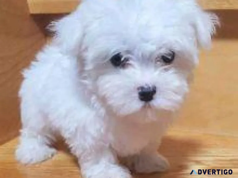 Maltese Pups