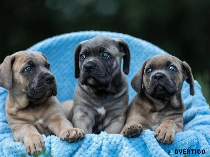 Cane Corso Puppies puppies