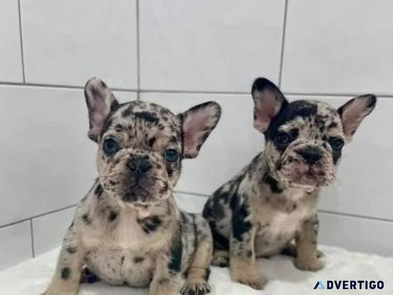 French Bulldog Puppies