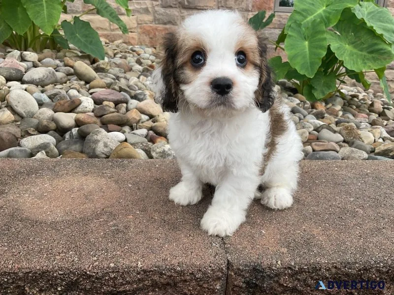 Cavachons
