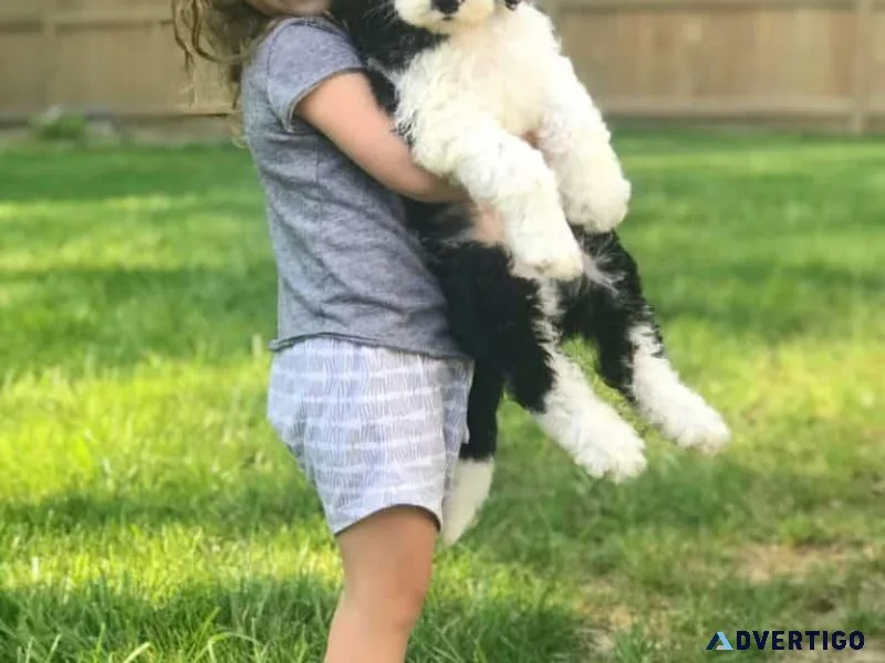 Sheepadoodles