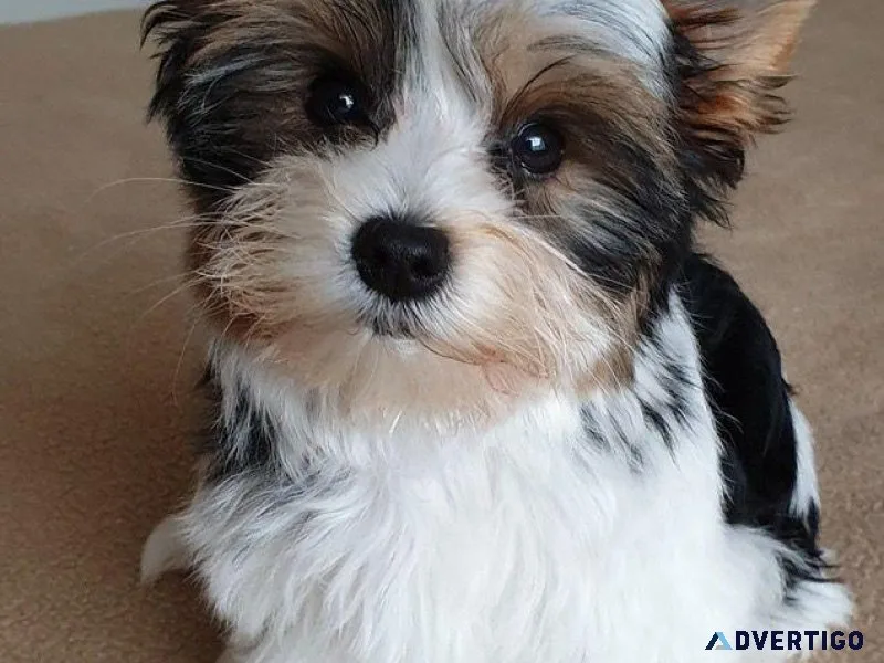 Biewer Terriers