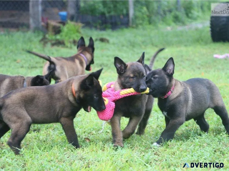 Belgian Malinois  Shepherd