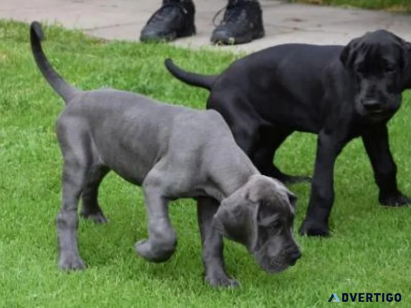 Great Dane