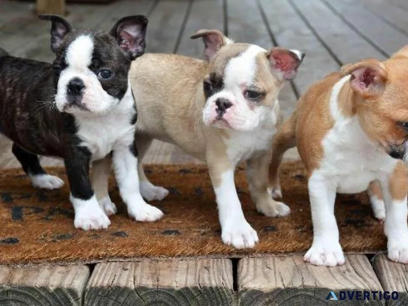 Boston Terrier
