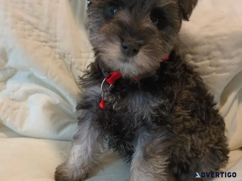 Miniature Schnauzers