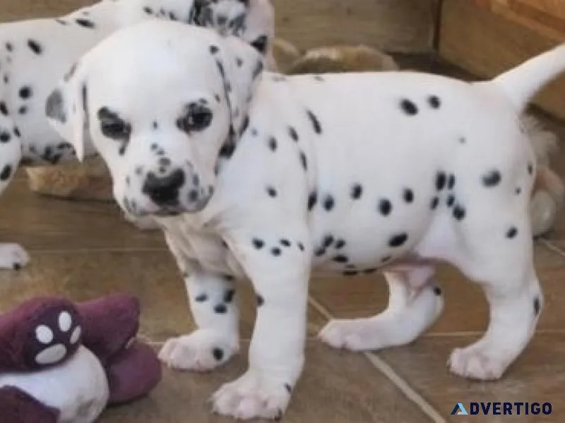 Dalmatian