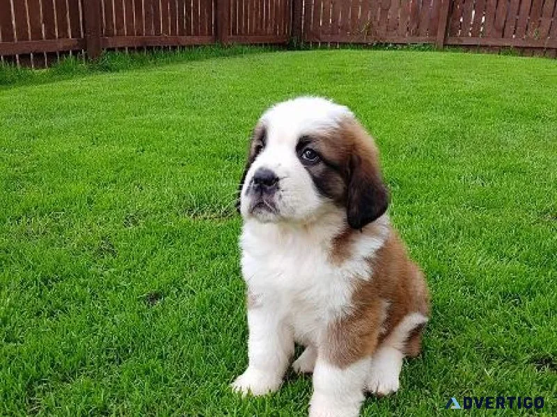 Saint Bernard Puppies