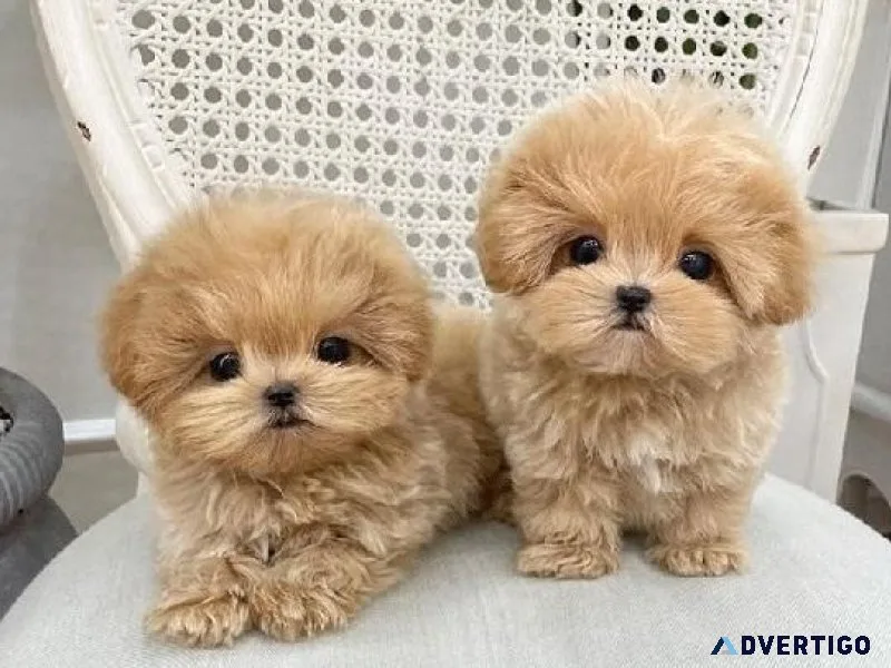 Cute Maltipoo Puppies