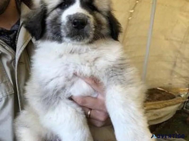 Great Pyrenees