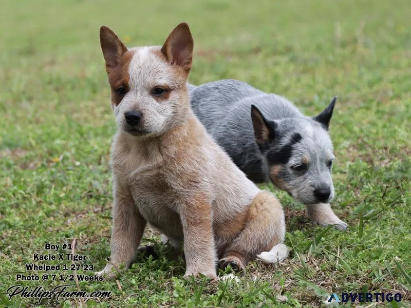 Australian Cattle Dog Puppies